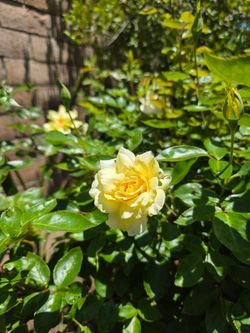Rose bushe