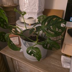 Monstera live plant 🪴