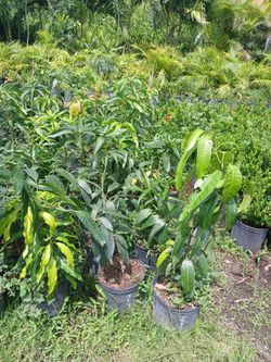 Mango fruit trees from $35