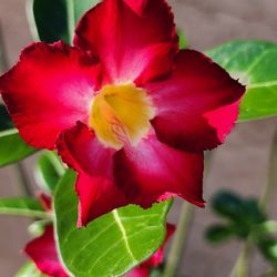 Desert Rose Red