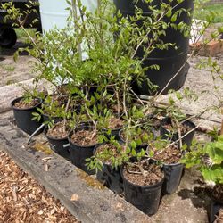 Vistieria  Blue Moon Plants 