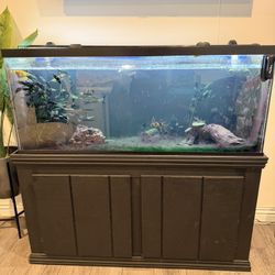 55 Gallon Fish Tank + Fuval FX6 + Accessories