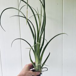 Jumbo Curly Slim Air Plant 