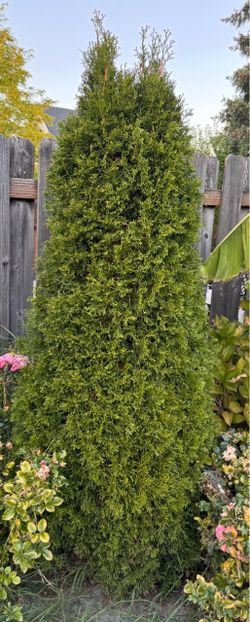 FREE 5ft Emerald Green Arborvitae Tree