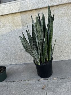 Snake Plant