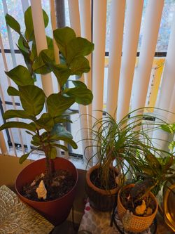 All Plants sold together