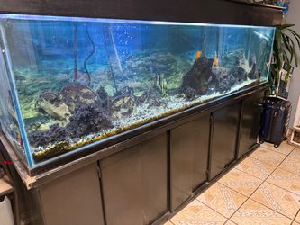 Large Aquarium Fish Tank Full Setup