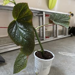 Angle Wing Plants $10 Each 