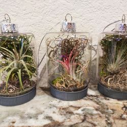 Live Air Plant In Christmas Ornaments Decor