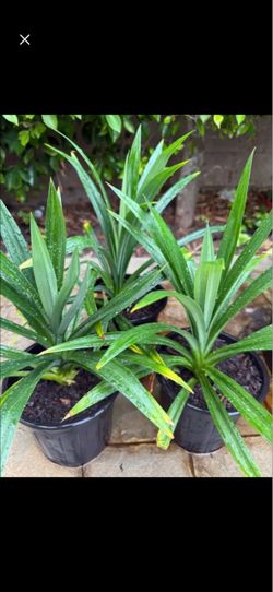 Pandan Plants  (Lá Dứa) 100% Organic