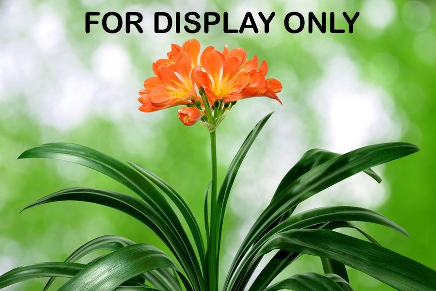 Clivia Flower Plant (SMALL)