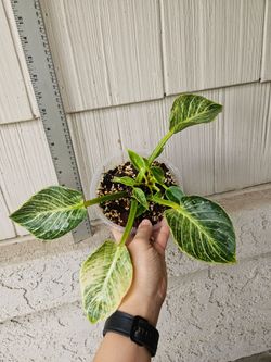 Philodendron Birkin Plant
