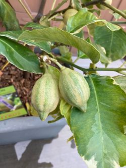Pink Lemonade Variegated Lemon Tree in Large Square Planter