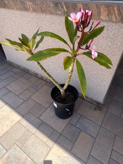 Plumeria Plant