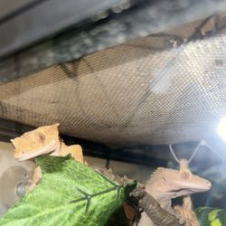crested gecko tank exo terra 