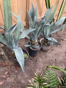 Mauey/Agave Plant