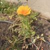 San Mateo Resident