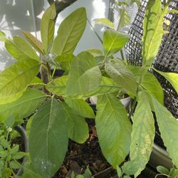 Very Healthy Has Avocado Plant 4 Plants In A Pot Asking $100 Ready To Plant 