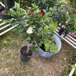 Gardenia Jasmine Flower 