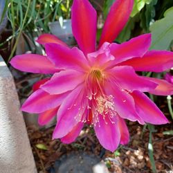 Epiphyllum Cactus Orchid- 4 Colors In One Plant, Red,  Orange, Pink & Fuschia
