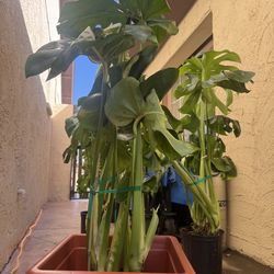 Gorgeous, Mature Monstera w/Pot