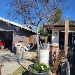 Big Crape Myrtle Tree