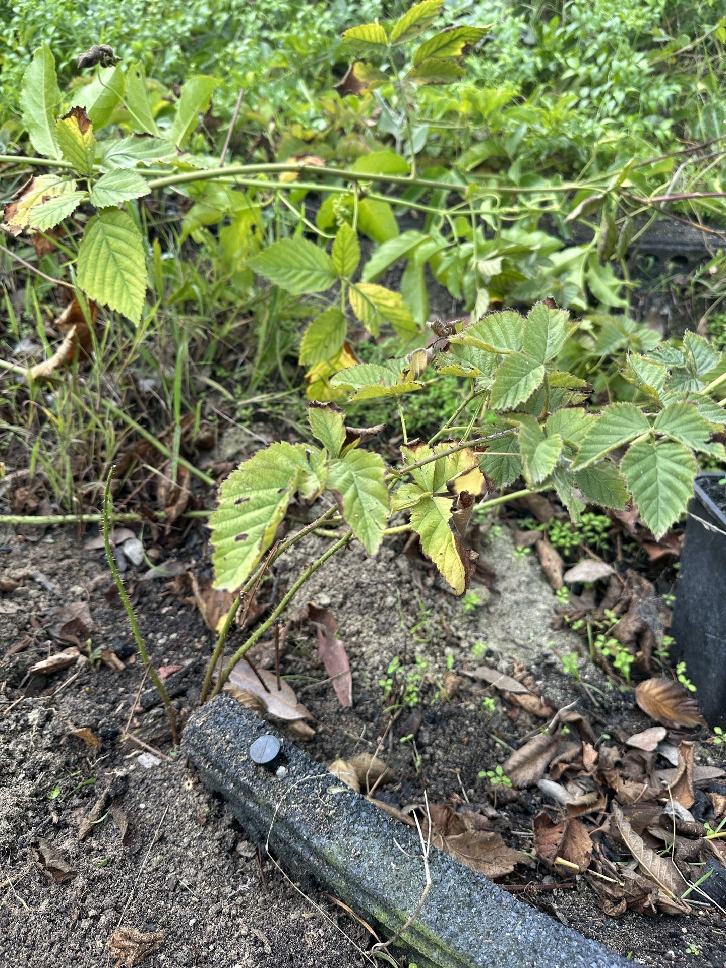 Blackberry Bush