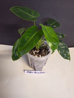 Monstera Burle Marx