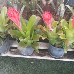 Bromeliads Sale‼️$12🌺Blooming 