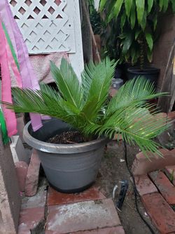 Plants