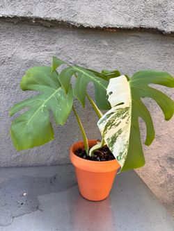 Monstera Albo