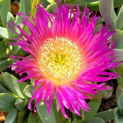 Ice Plant Carpobrotus (Sea Fig)