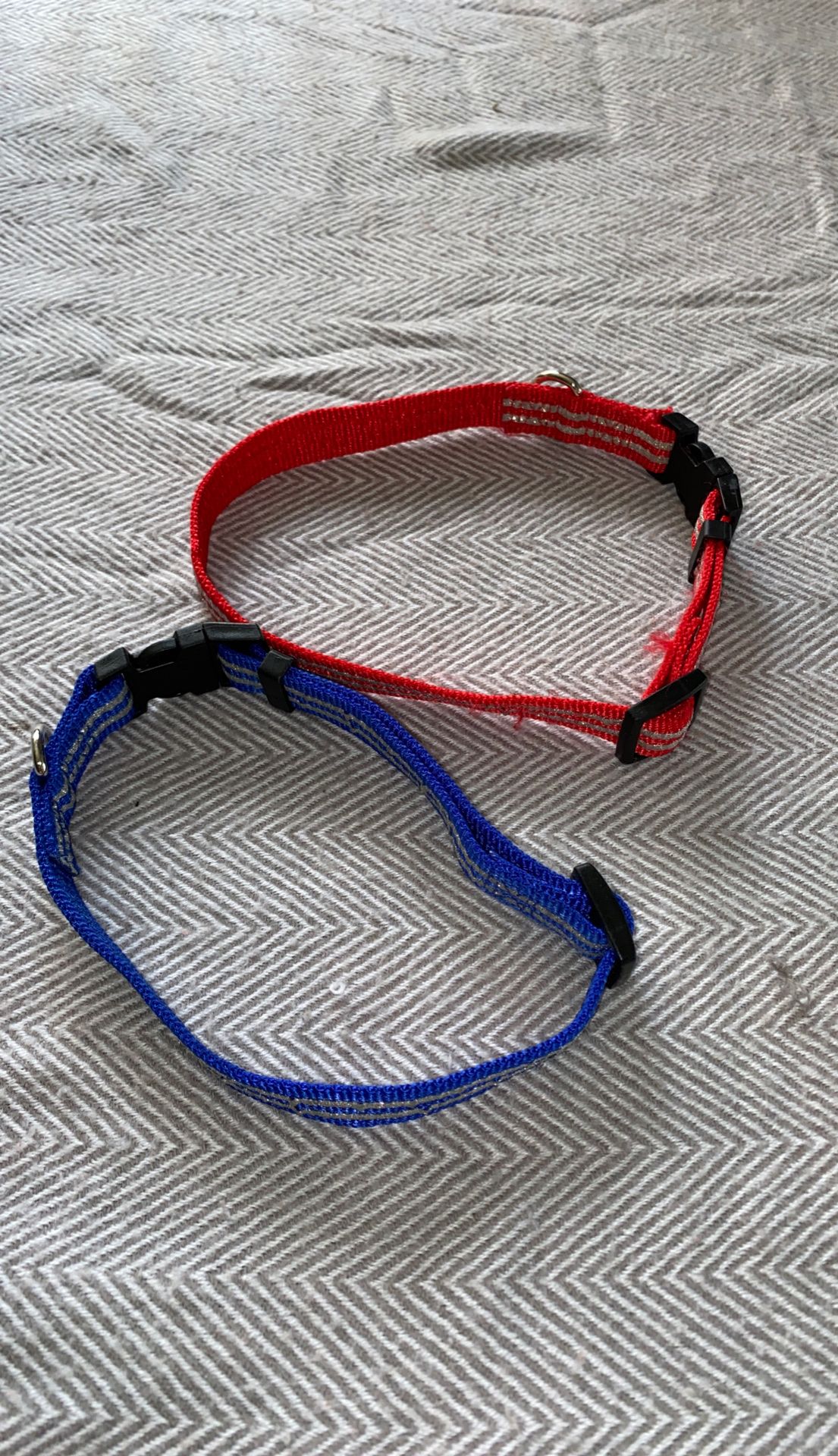 Dog Collars