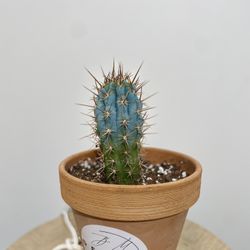 Blue Cereus Cactus 5” Tall w/ 6” Terracotta Pot