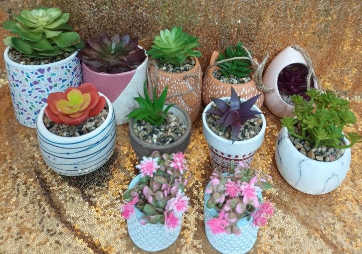 11 Pcs Planters With Succulent 