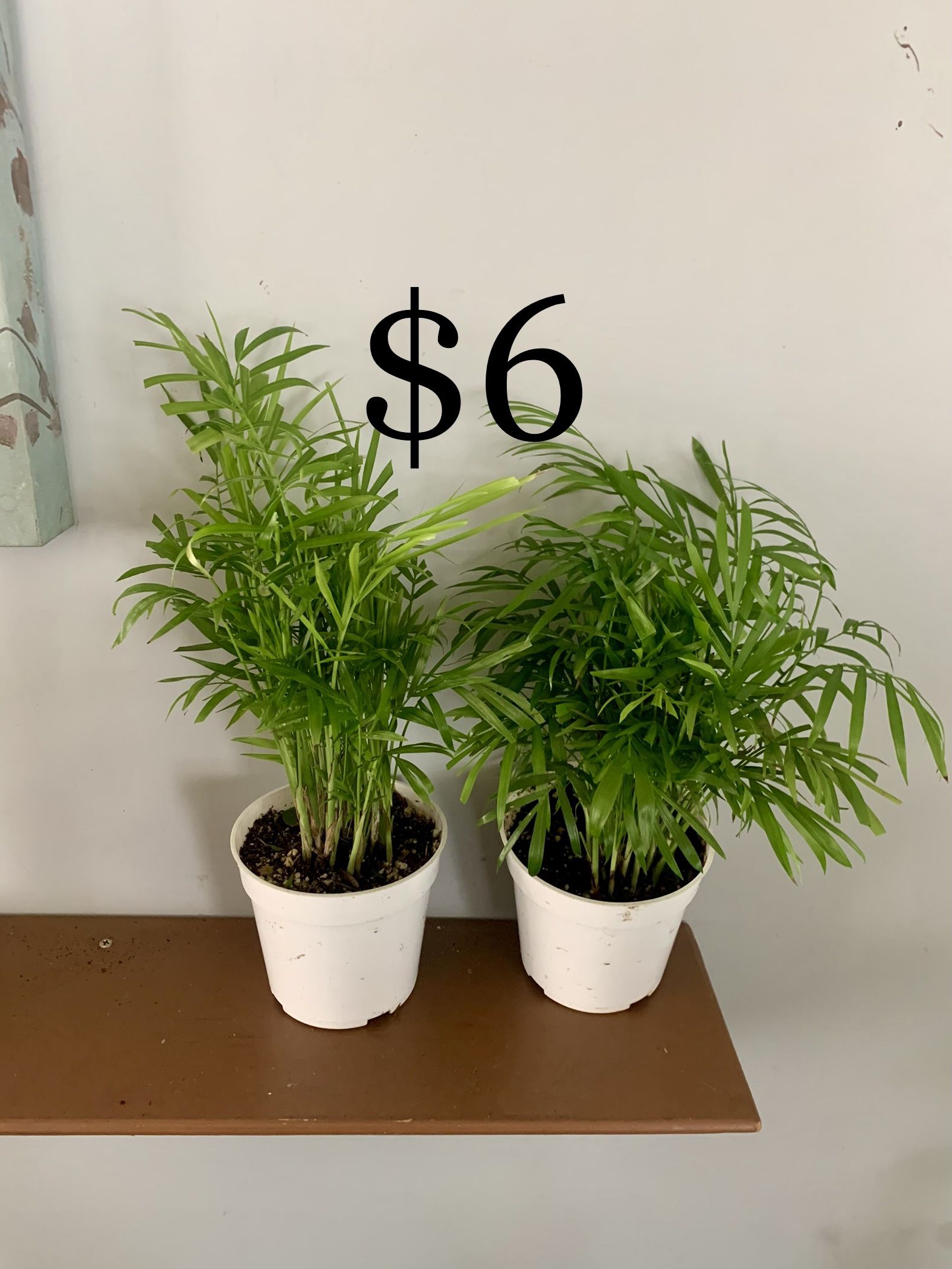 Indoor Plants