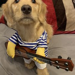 Musician Dog Costume ( Dog Not Included) 