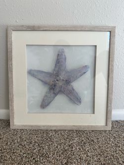 Starfish Picture