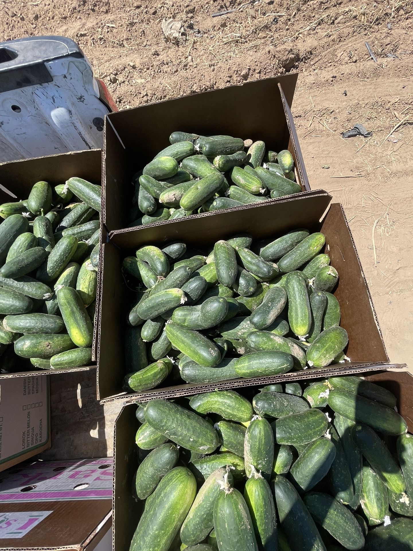 Cumbers Pepino