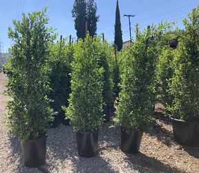 15g Ficus Trees