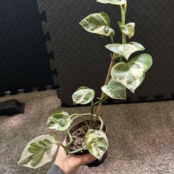 Pothos Plant 