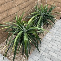 BIG Pineapple Plants!!🍍🍍🍍