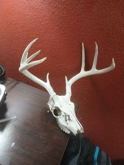 Deer antlers and skull