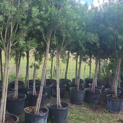 Bottle Brush Tree 15gallns 