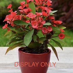 Plant Flower Crown of Thorns