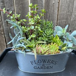 SUCCULENTS ARRANGEMENT 