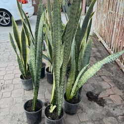 Snake Plant 10$ Each
