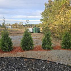 Green Giant Privacy Trees 