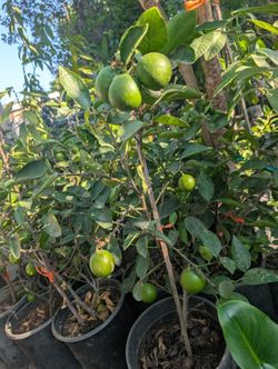 Persian Lemon Tree ( Limón Persa Gree)