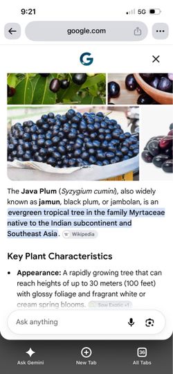 Java or jamun fruit tree $145.00